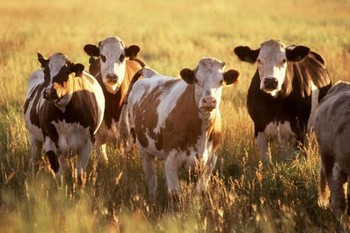 Госдума поддержала законопроект о продлении нулевого НДС для племенного скота