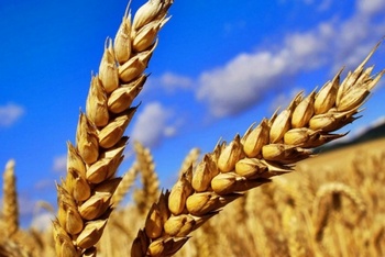 ЦБ России одобрил товарный индекс на пшеницу